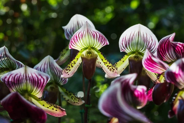 Paphiopedilum orkide çiçek — Stok fotoğraf