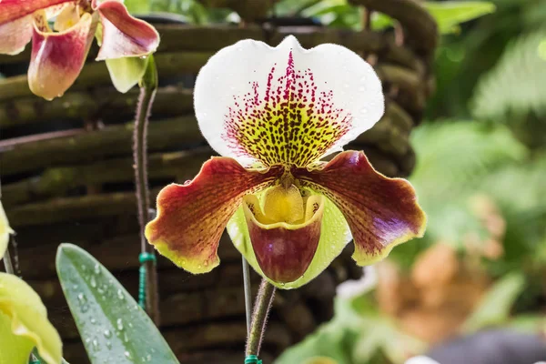 Paphiopedilum орхідея — стокове фото