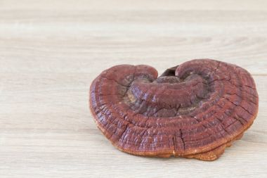 Ganoderma Lucidium mantar ahşap arka plan üzerinde