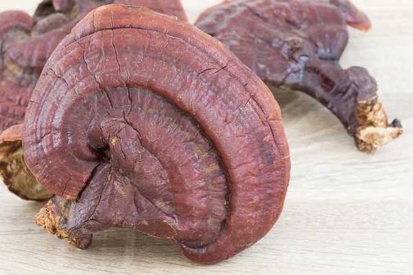 Ganoderma Lucidum Mushroom on wood — Stock Photo, Image