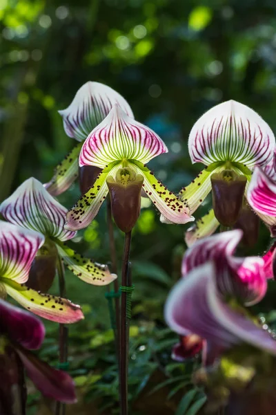 Paphiopedilum orkide çiçek — Stok fotoğraf