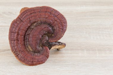 Ganoderma Lucidium mantar ahşap arka plan üzerinde