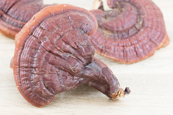 Ganoderma Lucidum Mushroom on wood — Stock Photo, Image