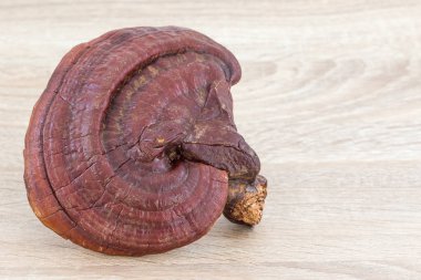 Ganoderma Lucidium mantar ahşap üzerine 