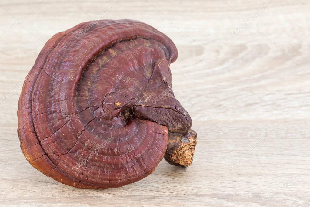 Ganoderma Lucidum Mushroom on wood 