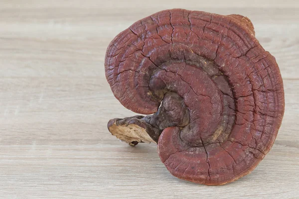 Ganoderma Lucidum Mushroom на деревянном фоне — стоковое фото