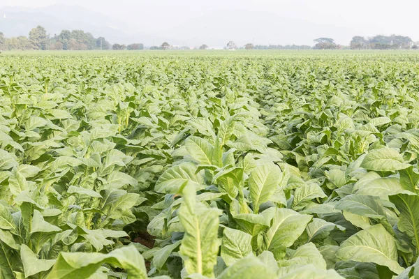 Tabacum поле тютюн — стокове фото