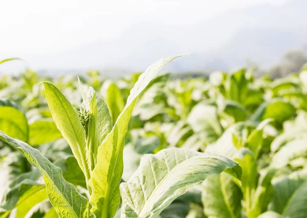 Nicotiana tabacum krautige Pflanze — Stockfoto