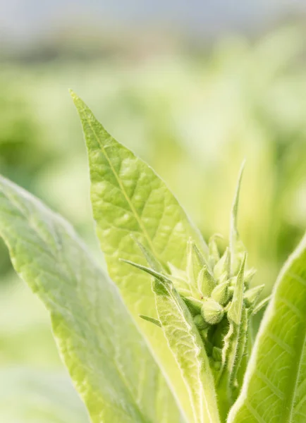 Nicotiana tabacum planta herbácea —  Fotos de Stock