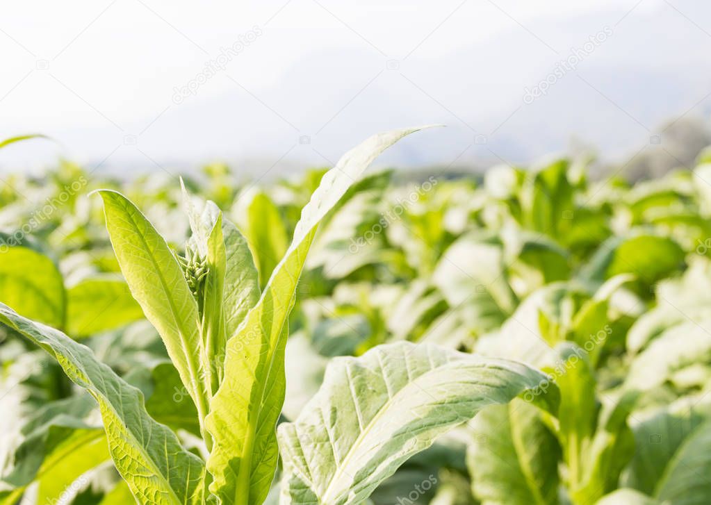 Nicotiana tabacum  herbaceous plant