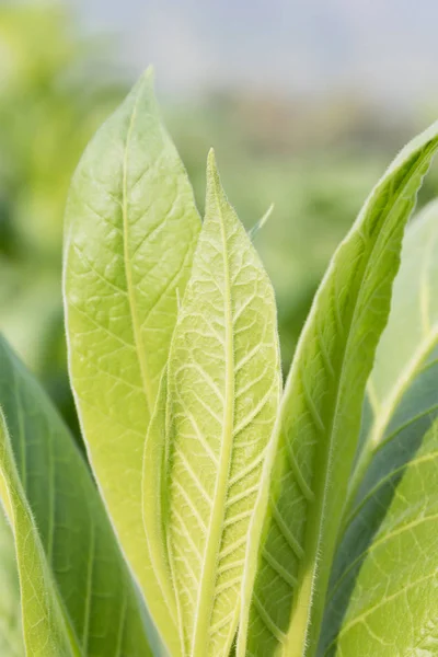 Nicotiana tabacum planta herbácea — Fotografia de Stock