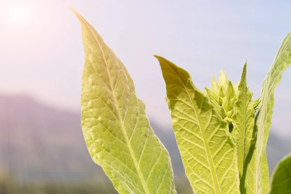 Nicotiana tabacum otsu bitki — Stok fotoğraf