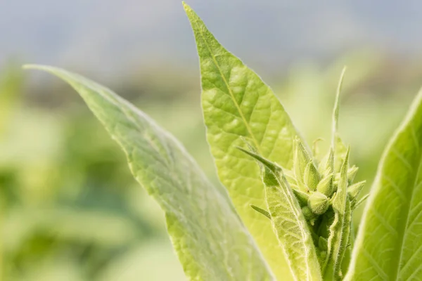 Nicotiana tabacum planta herbácea — Fotografia de Stock