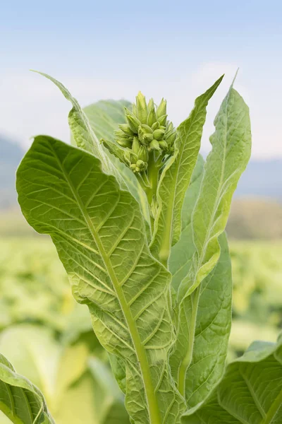 Травянистое растение Nicotiana tabacum — стоковое фото