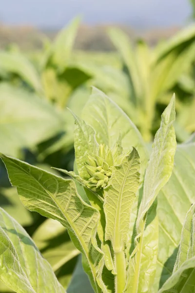 Nicotiana tabacum  herbaceous plant — Stock Photo, Image