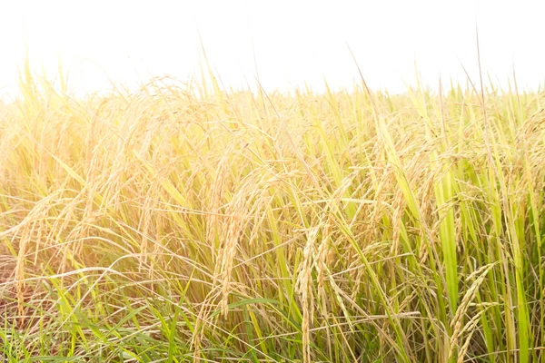 Reisfelder schließen — Stockfoto