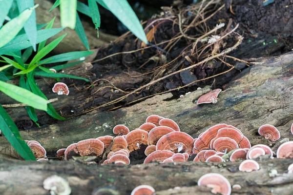 Close up shot of mushroom on wood — Stock Photo, Image