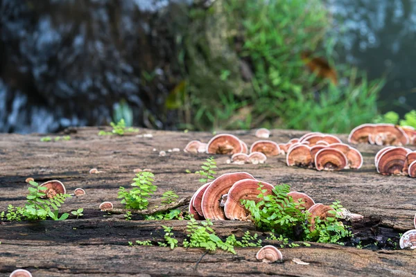 Close-up shot van de paddestoel op hout — Stockfoto