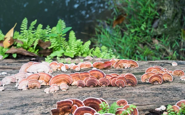 Close up tiro de cogumelo em madeira — Fotografia de Stock