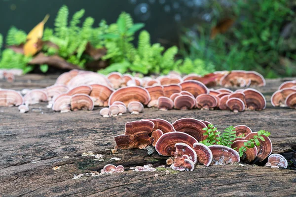 Close up shot of mushroom on wood — Stock Photo, Image