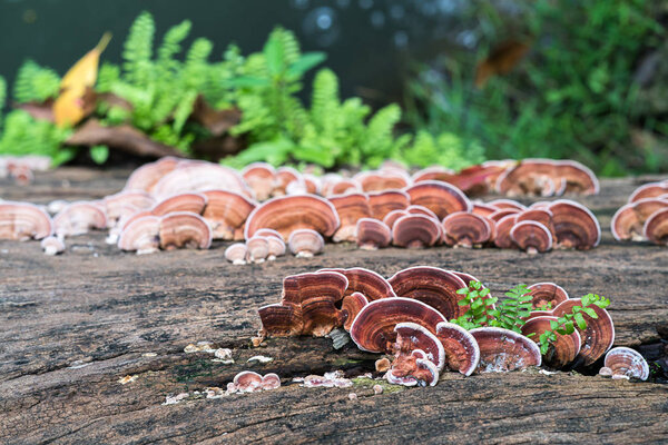 Close up shot of mushroom on wood