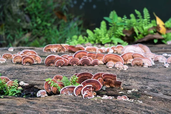 Close up tiro de cogumelo em madeira — Fotografia de Stock