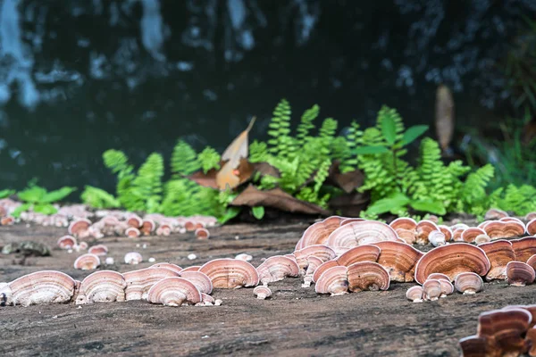 近摄镜头在木头上的蘑菇 — 图库照片
