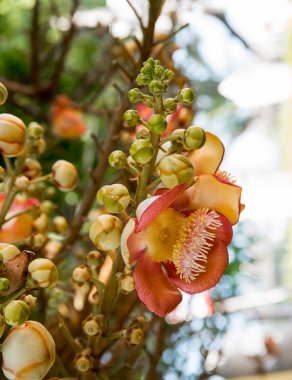 Ağaç üzerinde top mermisi çiçek (Couroupita guianensis)