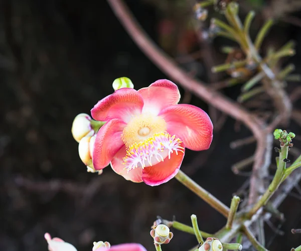 Shorea robusta (Couroupita guianensis) en el árbol — Foto de Stock