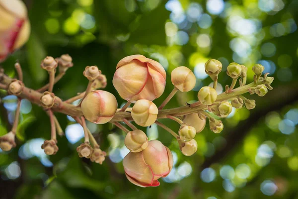 Cannonball flower or Sal flowers (Couroupita guianensis) on the — Stock Photo, Image