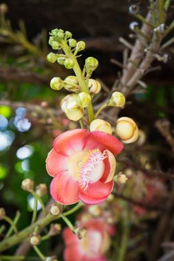 Ağaç üzerinde top mermisi çiçek (Couroupita guianensis)