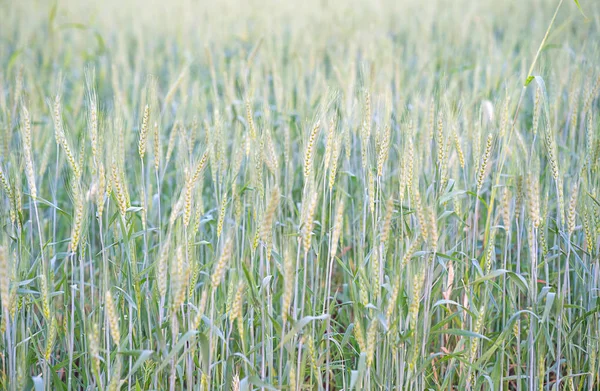 Detail ječmen kukuřice roste v poli — Stock fotografie