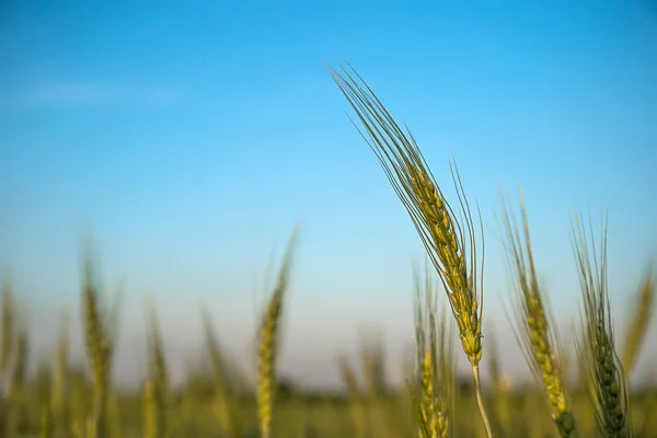 Imagem de calos de cevada crescendo em um campo — Fotografia de Stock