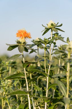 Aspir çiçeklenmeye başladı