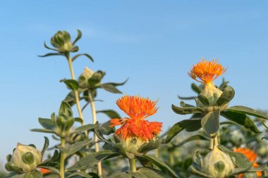 Aspir çiçeklenmeye başladı
