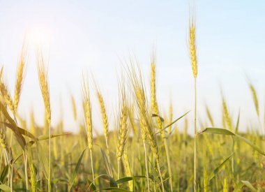 Bir alanda büyüyen arpa Mısır görüntü kadar kapatın