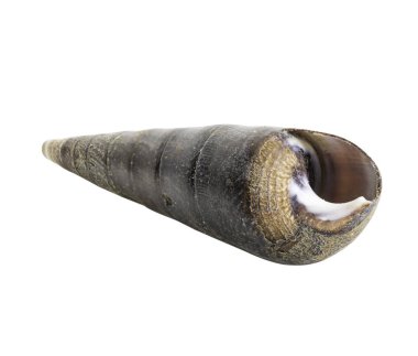 Yakın çekim deniz deniz kabuğu izole 