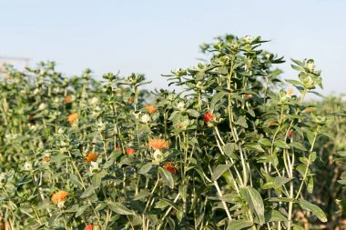 Aspir çiçeklenmeye başladı