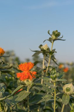 Aspir çiçeklenmeye başladı