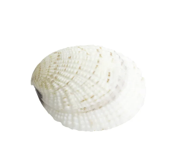 Tarak seashell beyaz izole — Stok fotoğraf