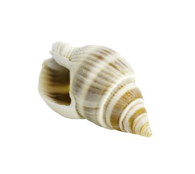 İzole üzerinde beyaz kabuklu olacaktır 