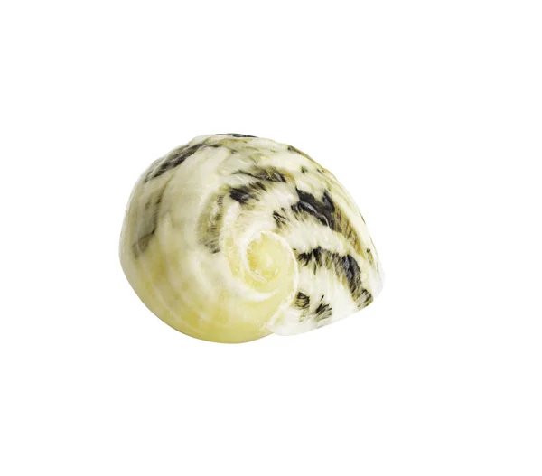 Close up Marine sea shell isolated — Stock Photo, Image