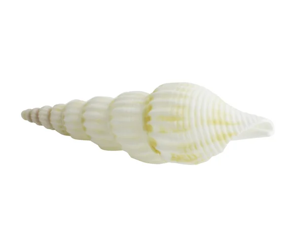 Concha marinha isolada sobre branco — Fotografia de Stock