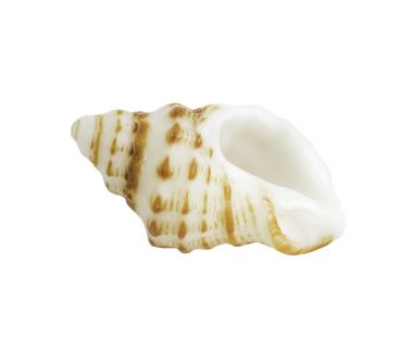 İzole üzerinde beyaz kabuklu olacaktır 