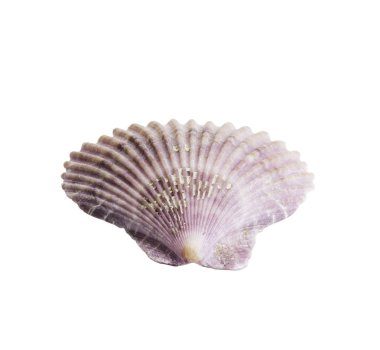 Tarak seashell beyaz izole 