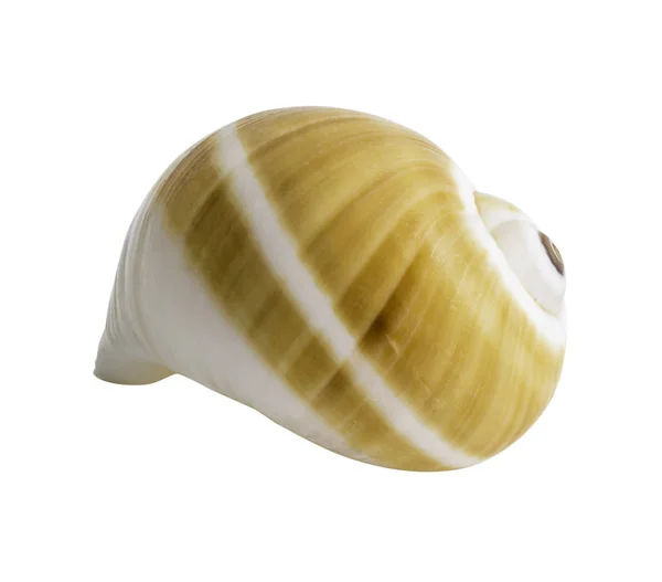 Close up Marine sea shell isolated — Stock Photo, Image
