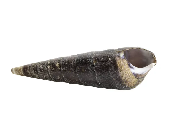 Närbild Marine sea shell isolerade — Stockfoto