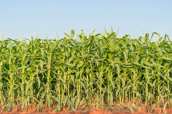 Maíz verde plantación de maíz —  Fotos de Stock