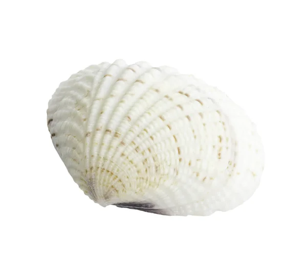 Pilgrimsmussla seashell isolerad på vit — Stockfoto