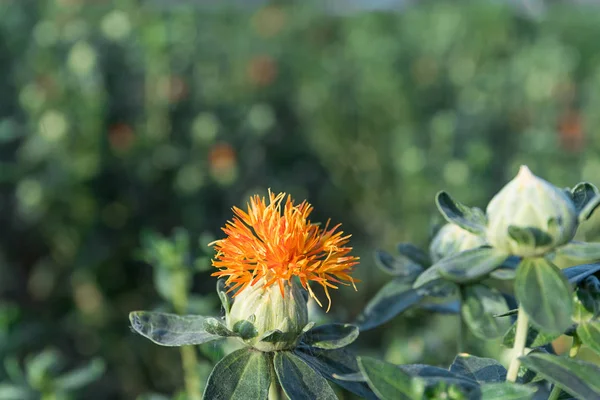 El cártamo ha comenzado a florecer. — Foto de Stock